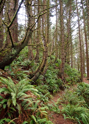 [The hillside is covered in ferns and several trees curve as they grow from the ground.]